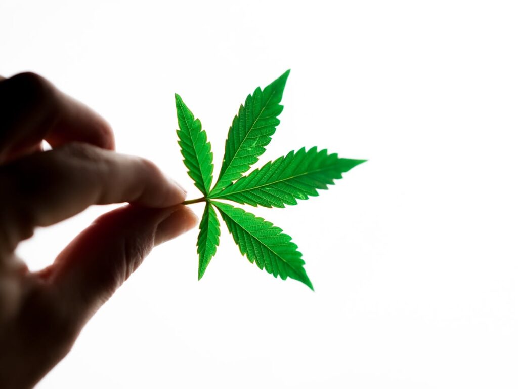 Cannabis seo and web design