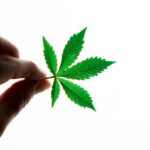 Cannabis seo and web design