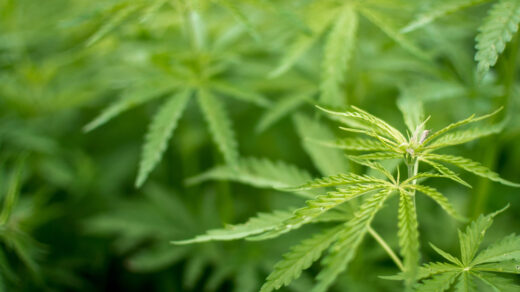 Dispensaire près de Saint Joseph du Lac le guide pour savoir où acheter du cannabis