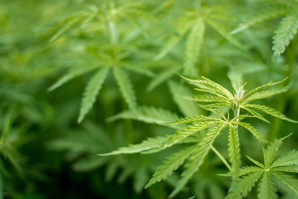 Dispensaire près de Saint-Joseph-du-Lac : le guide pour savoir où acheter du cannabis