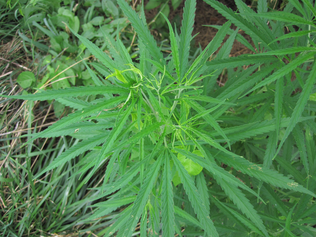 Cannabis plant growing outdoors